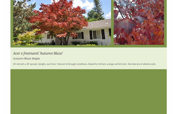 Plant Image Presentations example 1