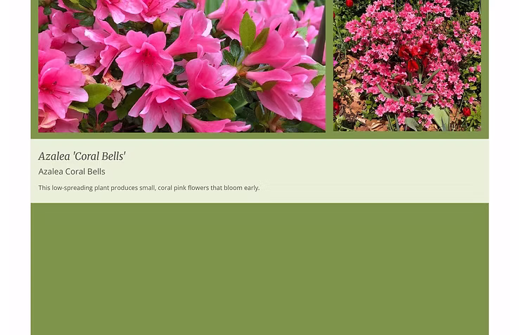 Plant Image Presentations example 10