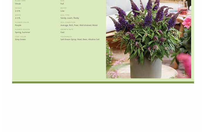 Plant Image Presentations example 3